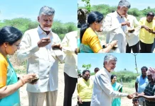 Chandrababu-Palm Fruit: కుప్పంలో తాటి ముంజలు తిన్న చంద్రబాబు.. అవి తింటే ఎన్నిలాభాలతో తెలుసా? Andhra Pradesh Chief Minister N Chandrababu Naidu and his wife Nara Bhuvaneswari