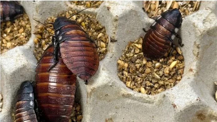 Australia Seizes 1 Lakh Illegal Cockroaches